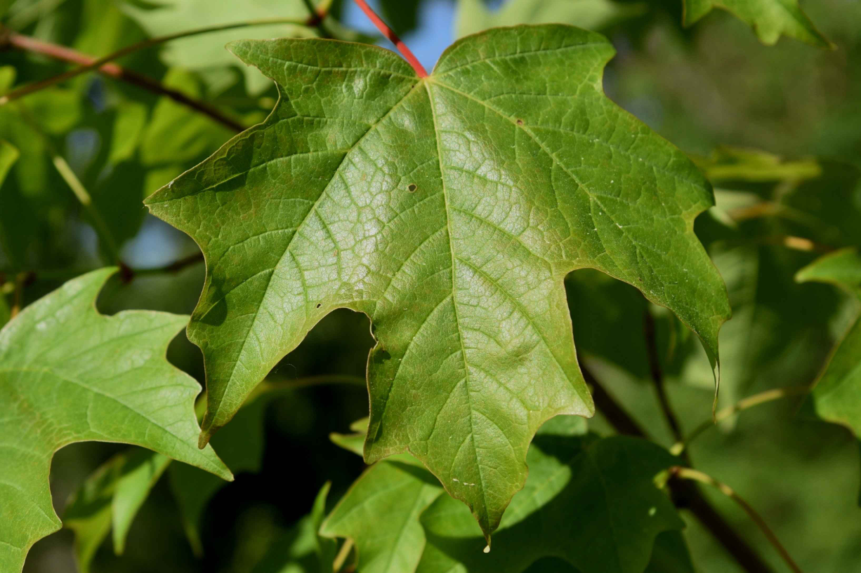 Green sugar maple leaf with five shallow lobes and smooth margins attached to a red petiole against a blurred background of other leaves.