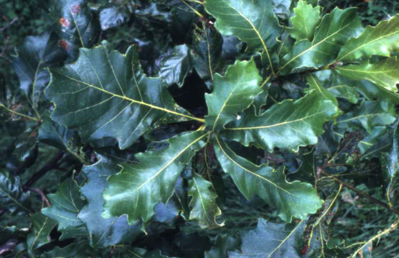 Dark green swamp white oak leaf with shallow, rounded lobes and wavy margins on a short stem against a background of other oak foliage.