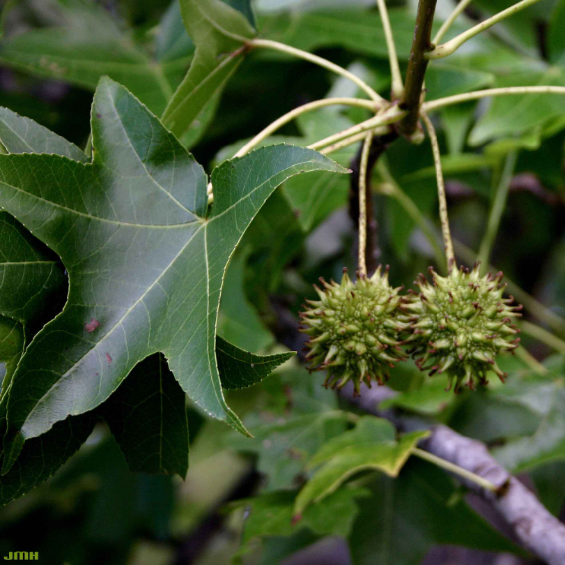 Green sweetgum leaf with five pointed lobes next to two small spherical spiky green fruit hanging on short stems