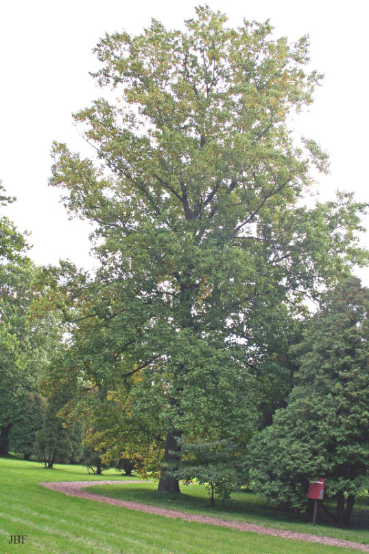 Tall tulip tree with a straight trunk and high, broad green canopy under a clear sky.
