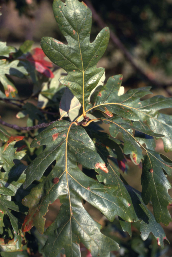 Several green white oak leaves with deep rounded lobes on short stems against a blurred background.