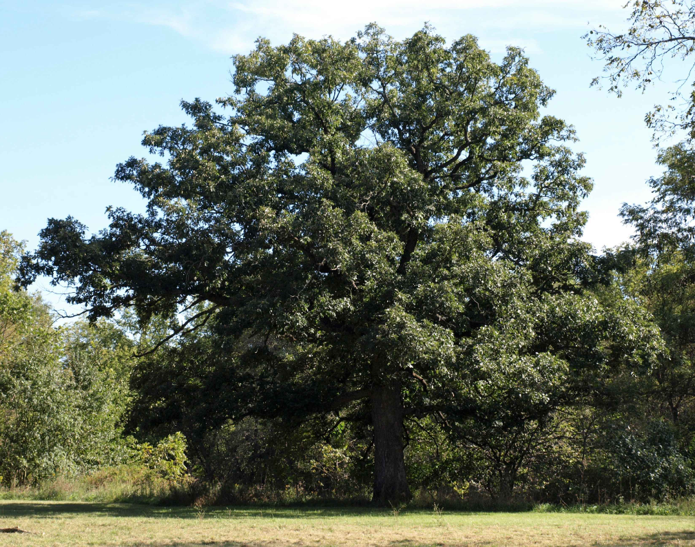 Mature white oak tree with a broad, rounded green canopy and a sturdy, light-gray trunk in a grassy landscape