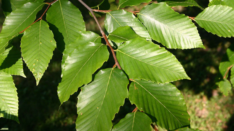 Close-up view of the leaves of an American beech tree