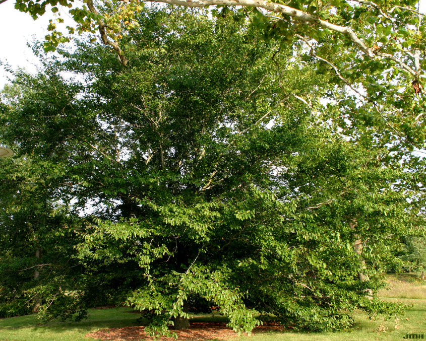 A full-grown American beech tree