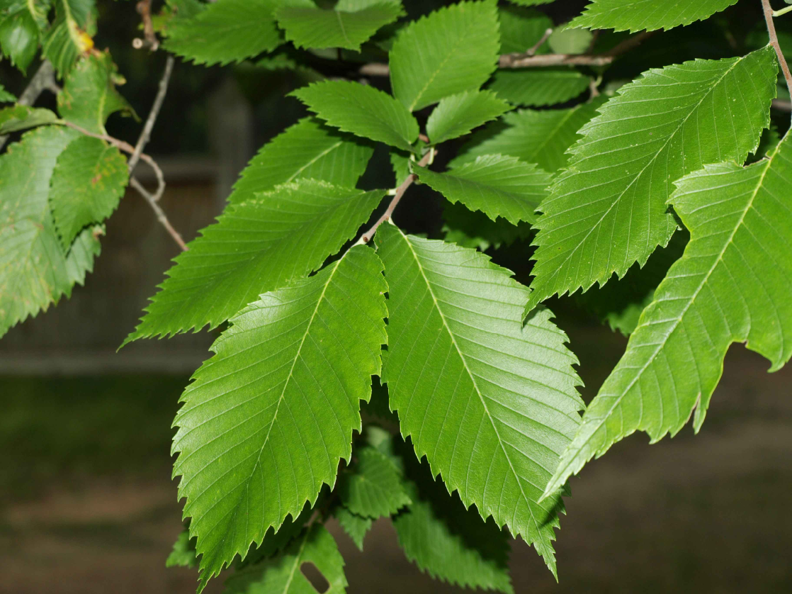 Close-up view of the leaves of the American elm tree.