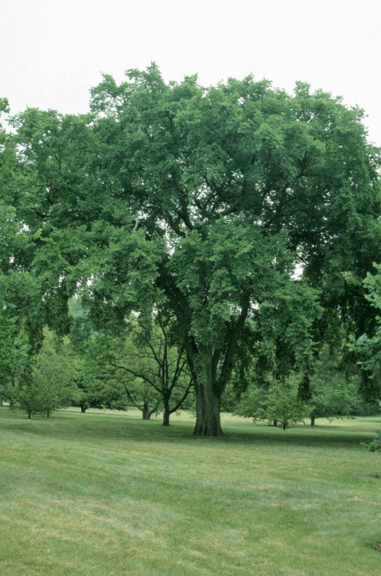 A mature, full-grown American elm tree