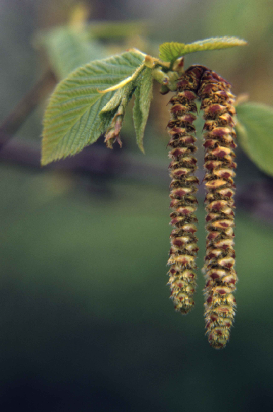 Close-up view of the seedpods of the American hophornbeamtree