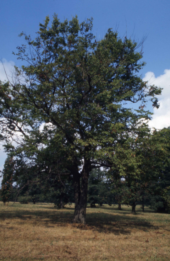 A full-grown American hophornbeam tree