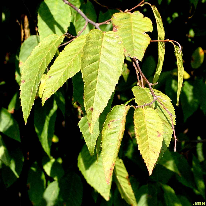 Close-up view of the leaves of the American hornbeam tree