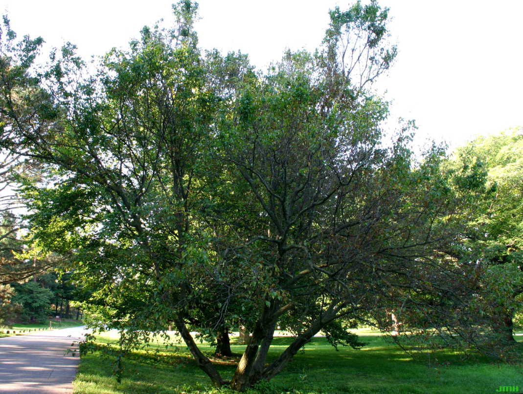 A mature American hornbeam tree