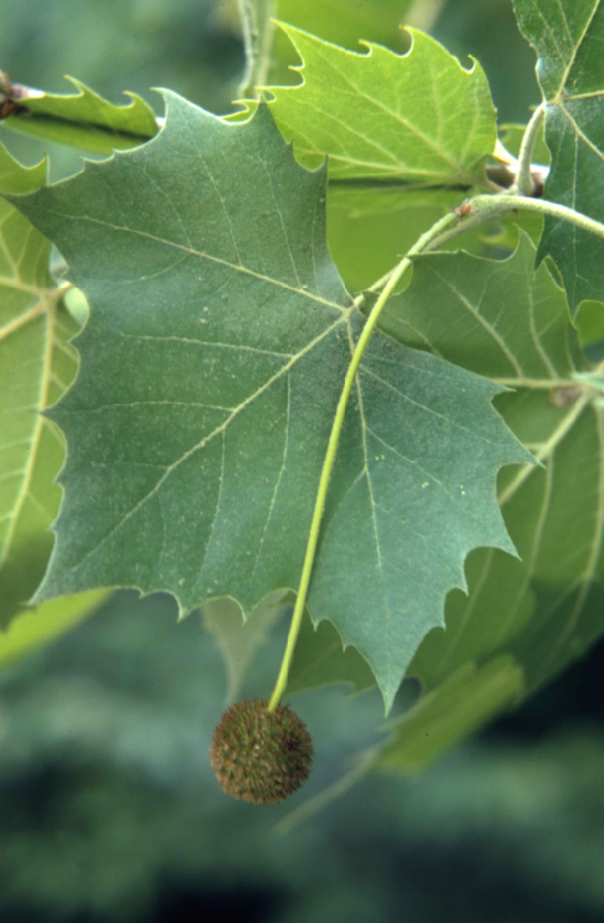 Close-up view of the leaves and seed ball of the American sycamore tree