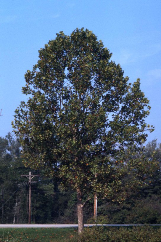 A full-grown American sycamore tree