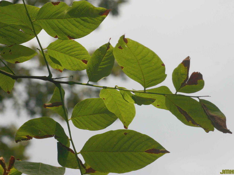Close-up view of the leaves of an American yellowwood tree