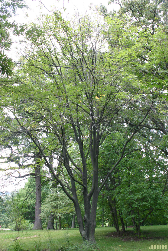 A mature American yellowwood tree